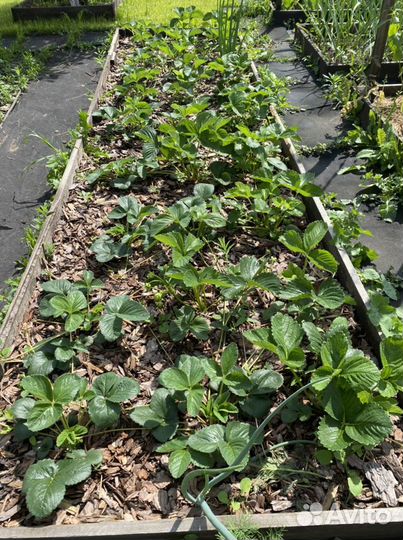 Мульча кора лиственницы