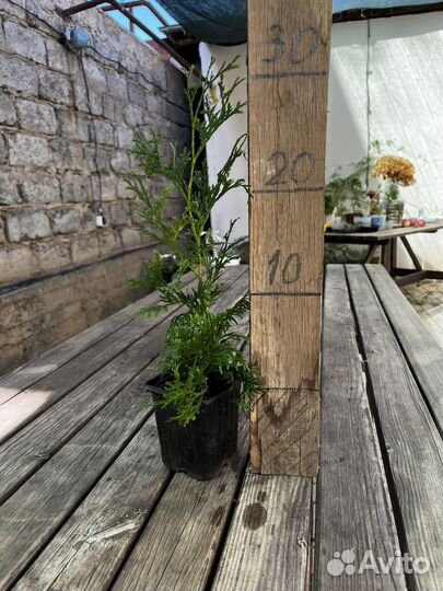 Туя Смарагд