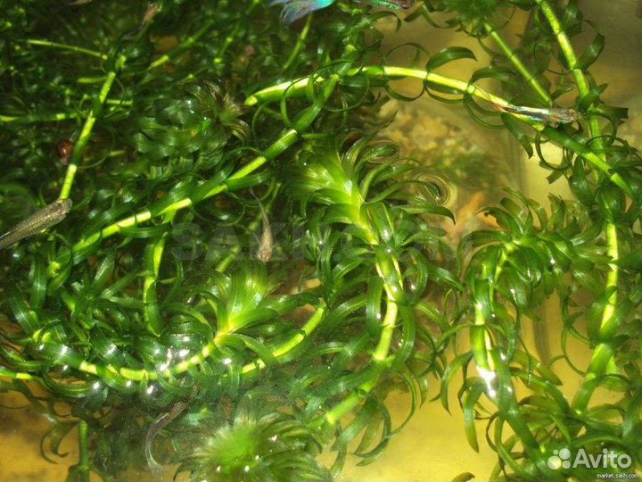 Аквариумные рыбки и растения