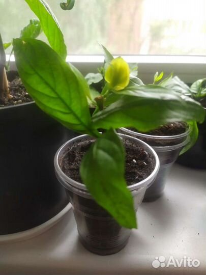 Пахистахис