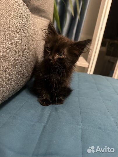 Отдам в добрые руки маленького котенка