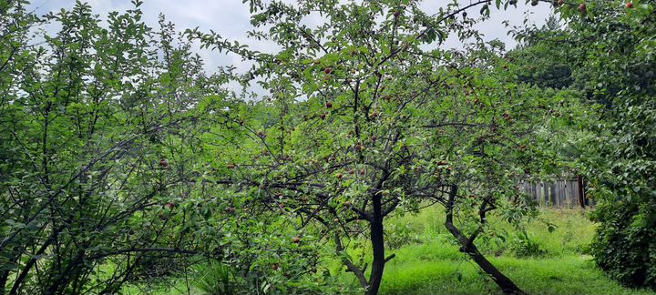 Участок 20 сот. (ИЖС)