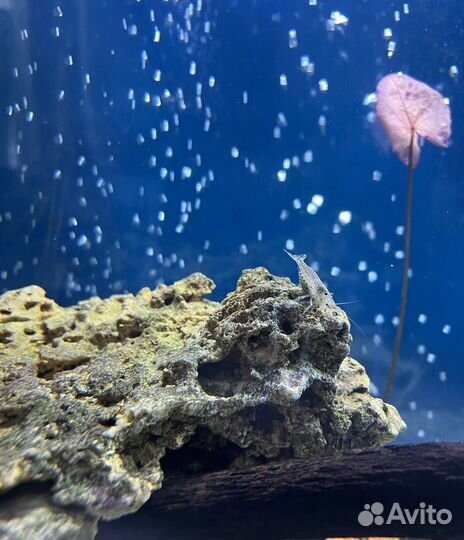 Креветки Амано