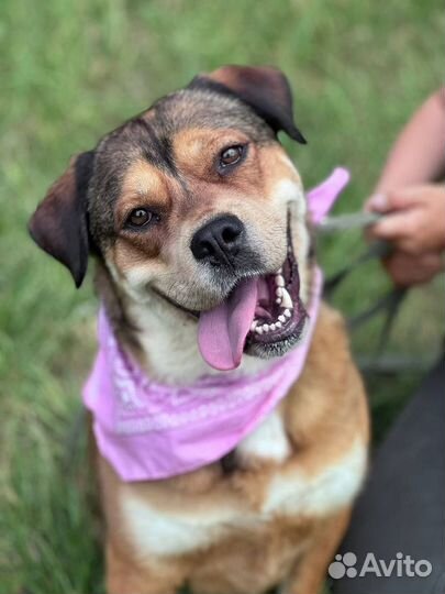 Красавица попала в приют