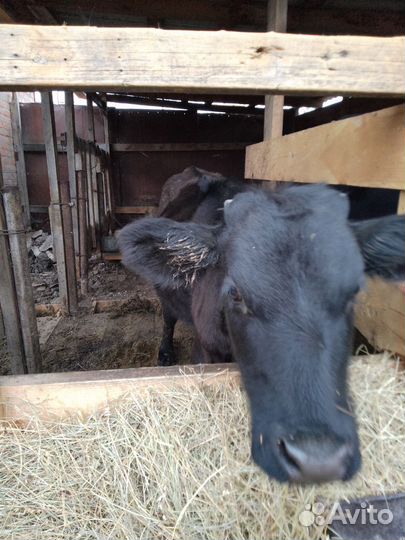 Телята бычки