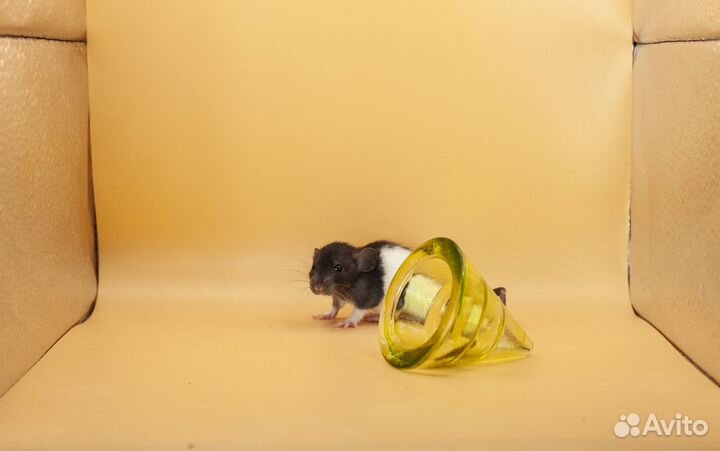 Крыса. Крысята. Дамбо крыса. Питомник