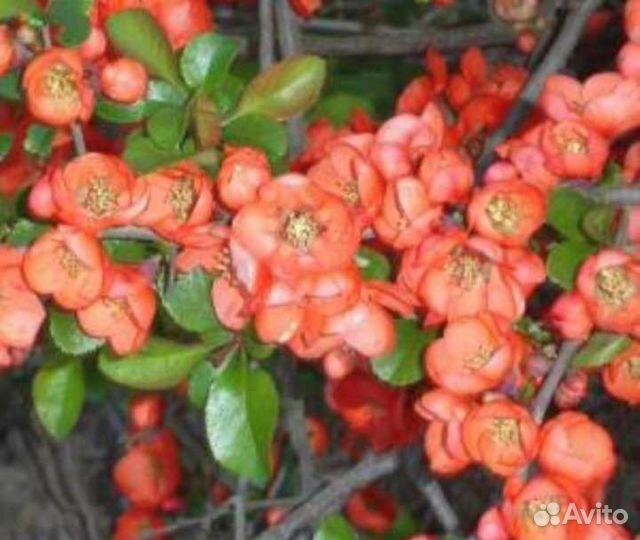 Хеномелис или японская айва