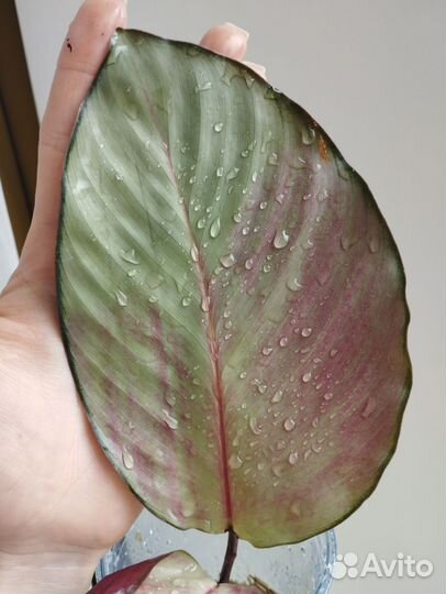 Калатея Сильвер плейт