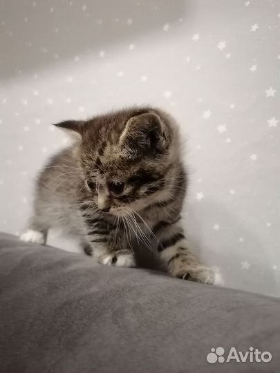 Отдам котенка, мальчик и девочка. В добрые руки