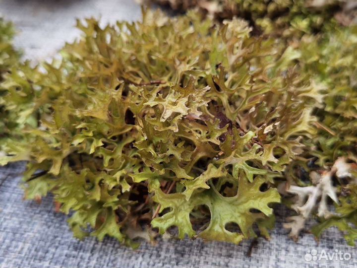 Цетрария лечебная, пармелия, кладония