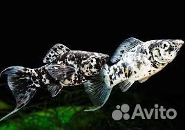 Аквариумная рыба