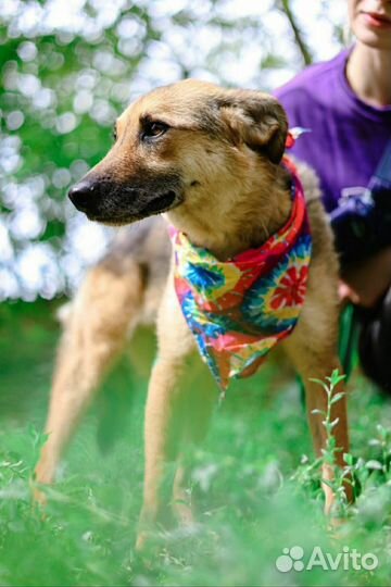 Собака снова в приюте, ее предали