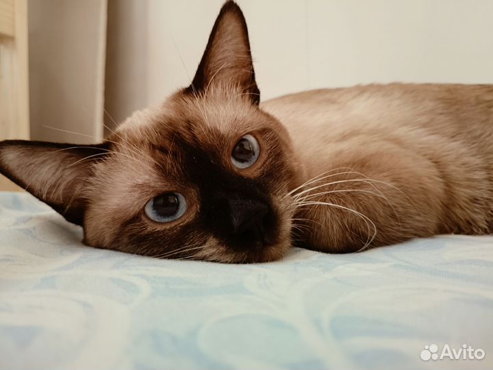 Тайский кот вязка