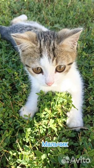 Отдам котят в добрые руки