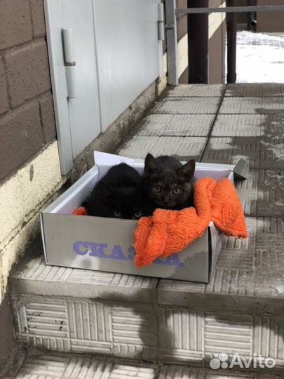 Котята в добрые руки