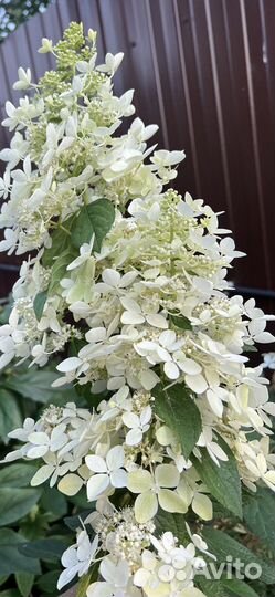 Гортензия метельчатая черенки