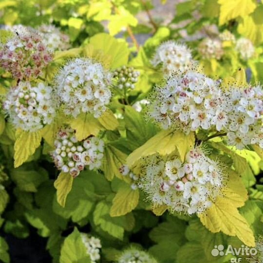 Пузыреплодник Наггет калинолистный - саженцы зкс