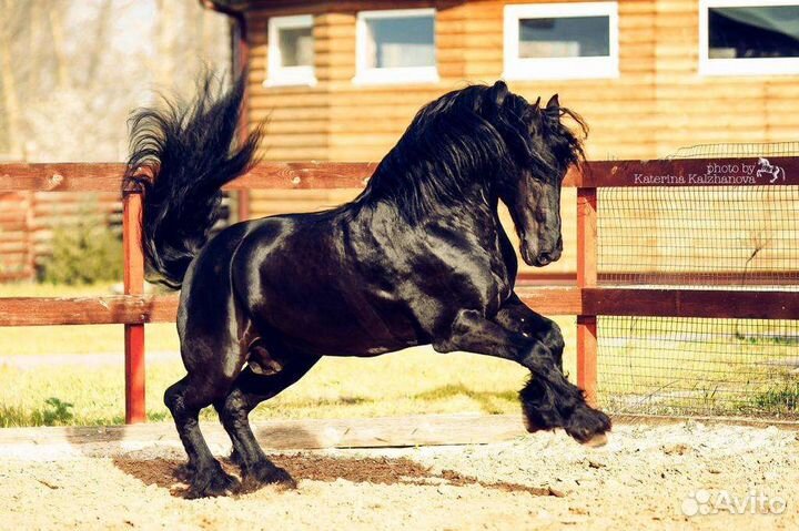 Фризский жеребец импорт Голландия