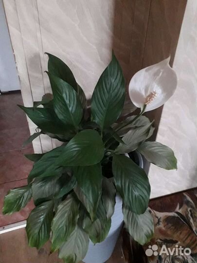 Спатифиллум