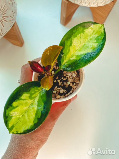 Хойя аустралис лиза