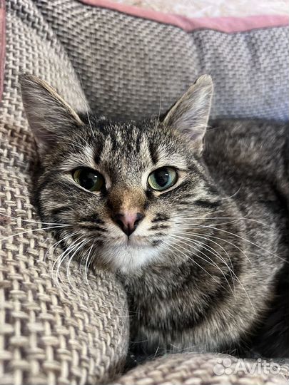 Передержка животных