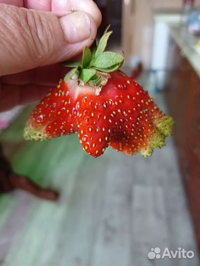 Рассада клубники