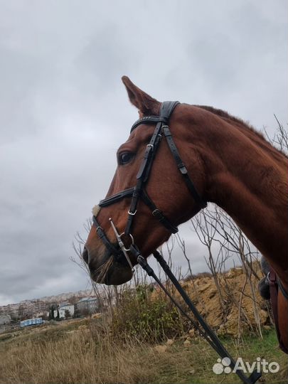 Амуниция для лошади