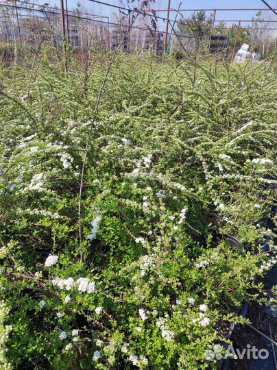 Спирея грефшейм