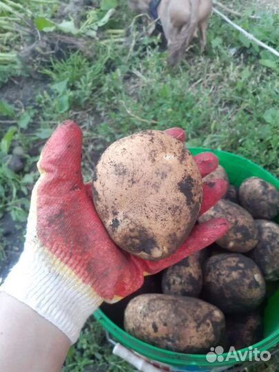 Продам картофель