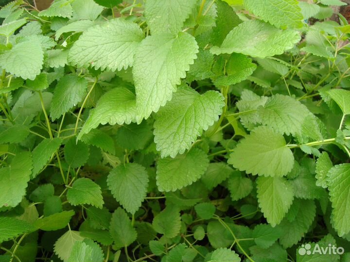 Мята лимонник