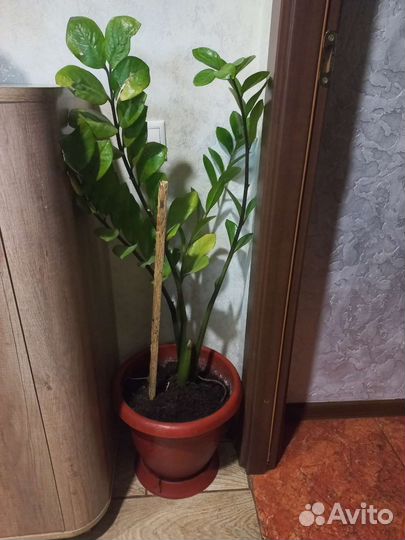 Замиокулькас