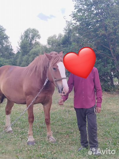 Кобыла тяжеловоз