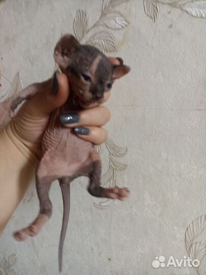 Котята сфинкс