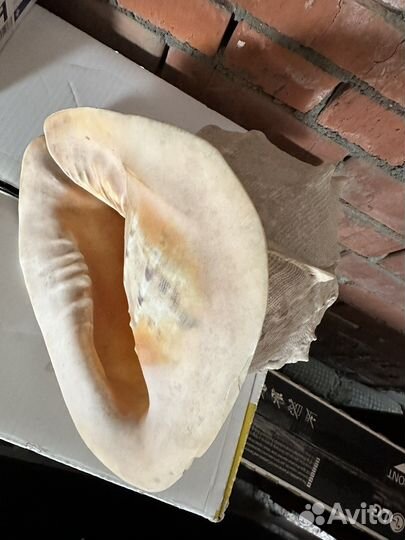 Ракушка большая 30,5см без дефектов