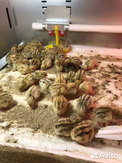 Перепела и инкубационное яйцо Феникса золотистого