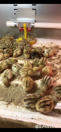Перепела и инкубационное яйцо Феникса золотистого
