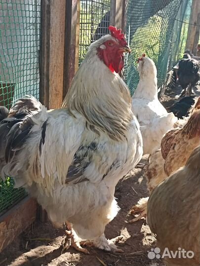 Петухи куры