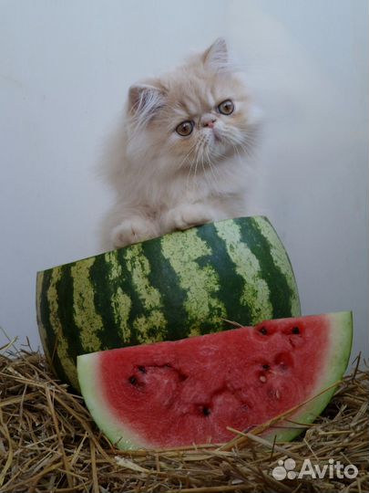 Персидские котята