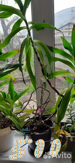 Комнатные цветы