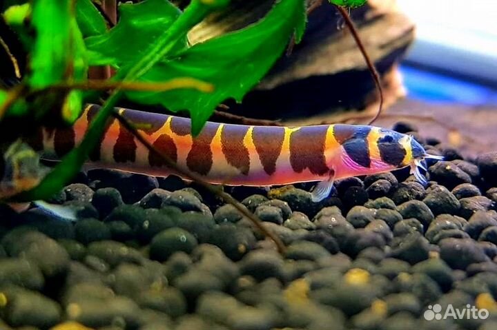 Рыбки более 300 видов в наличии