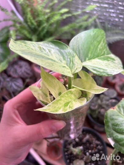 Комнатные растения