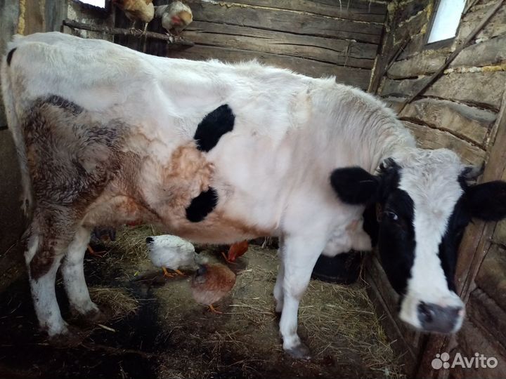 Домашние животные