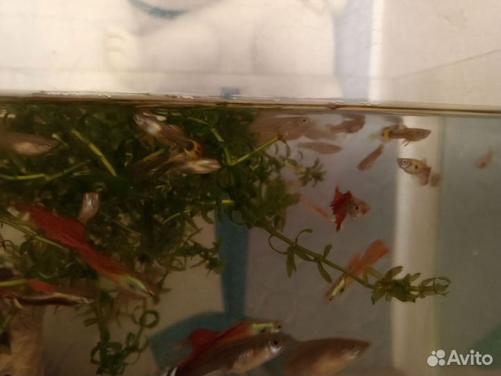 Аквариумные рыбки
