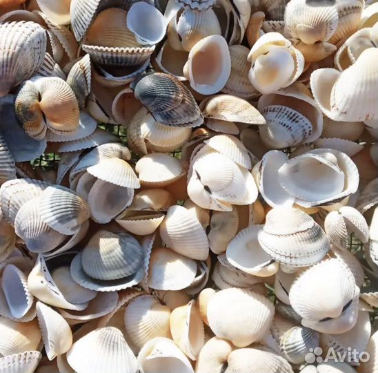 Морская Ракушка Кунарка