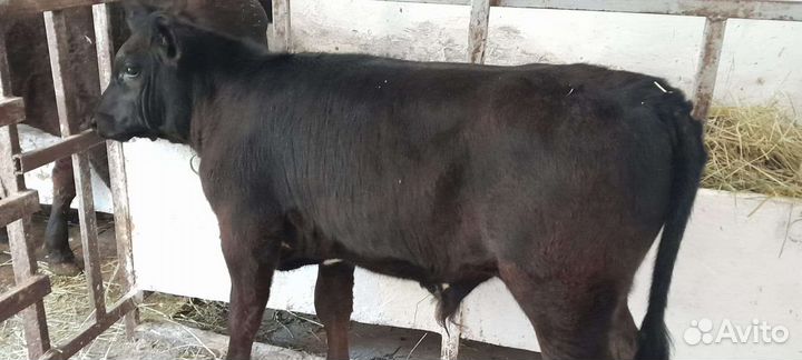 Бычки Лимузины и Абердин-ангус