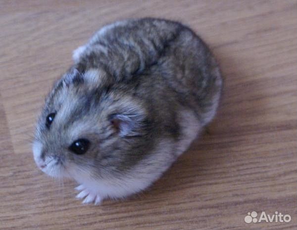 Джунгарский хомяк