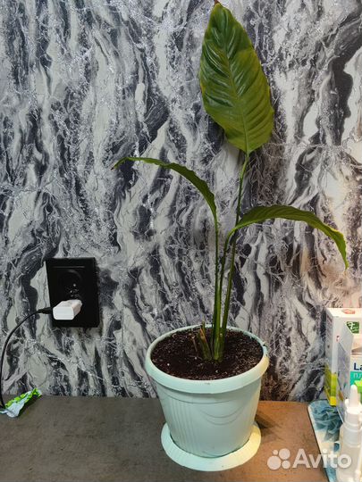 Спатефилум