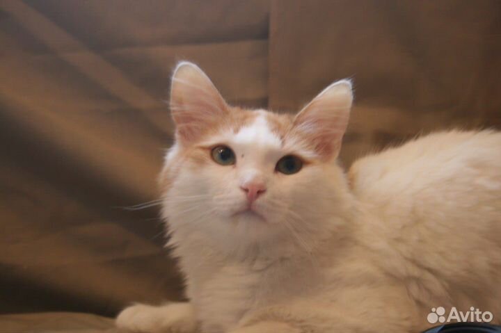 Красивый ласковый котик