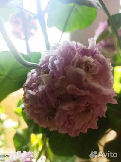 Продам цветы комнатные