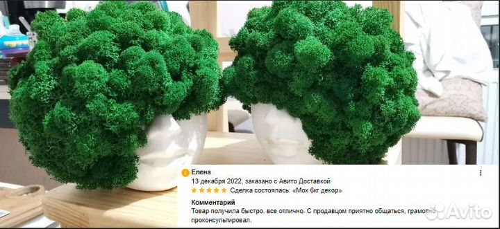 Стабилизированный мох для декора интерьера